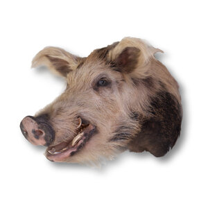 Schwein (kreuzung) Trophäe