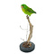 Mounted hanging parrot (A)