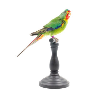 Mounted swallow parrot on pedestal (C)