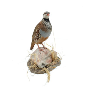 Mounted Red-legged Partridge