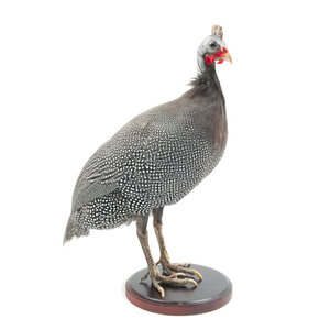 Mounted helmeted guineafowl (B)