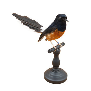 Mounted White-rumped shama