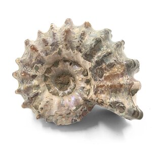Ammonite Douvilleiceras