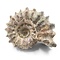 Ammonit Douvilleiceras