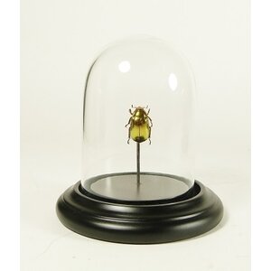 Glass dome with golden beetle