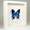 Papilio Ulysses Ulysses in white frame 25 x 25 cm