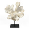 Cat's paw coral on metal stand (A)