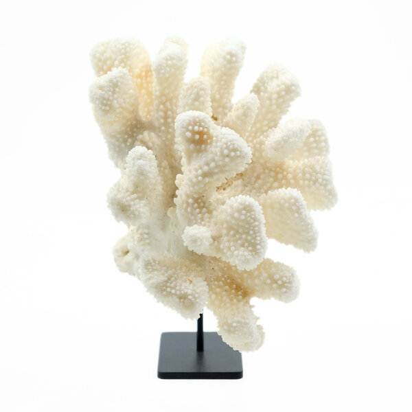 Cauliflower coral on metal base (B)