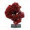 Red coral on metal base (A)