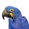 Mounted Hyacinth macaw