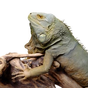 Mounted Green Iguana