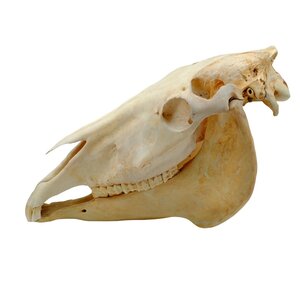 Skull of a horse