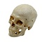 Human skull (A)