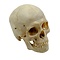 Human skull (A)