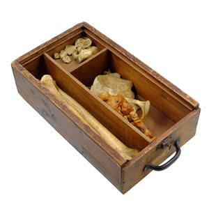 Antique chest with human bones