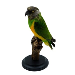 Mounted Senegal parrot