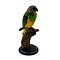 Mounted Senegal parrot