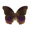 Terinos SP. unvorbereitet