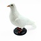 Mounted white pigeon