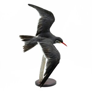 Mounted Inca tern (flying)