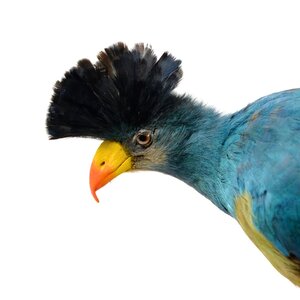Mounted great blue turaco