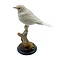 Mounted white song thrush