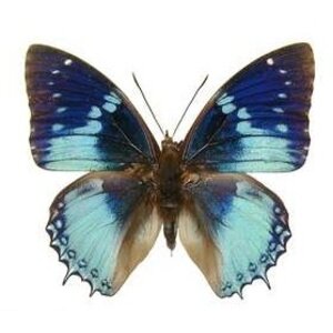 Charaxes smaragdalis dried/papered