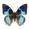 Charaxes smaragdalis unpräpariert