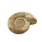 Ammonite  L