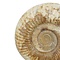 Ammoniten roh L