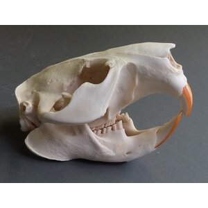 Skull canadian beaver