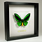Ornithoptera Priamus Poseidon (Man) in zwarte lijst 25x25cm