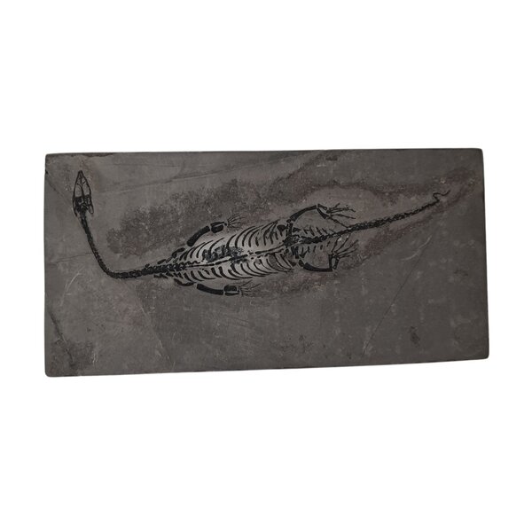 Keichousaurus (D) fossiel