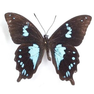Papilio epiphorbas