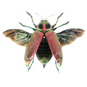 Euchroma gigantea gigantea - flying