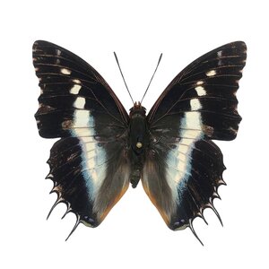 Charaxes andara - front side