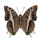 Charaxes andara - back side