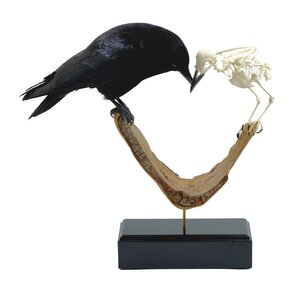 Opgezette kraaien - vogel en skelet