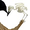Mounted crows - bird and skeleton