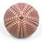 Pink Sea Urchin (S)