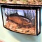 Mounted carp in glass case