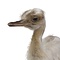 Mounted young white rhea