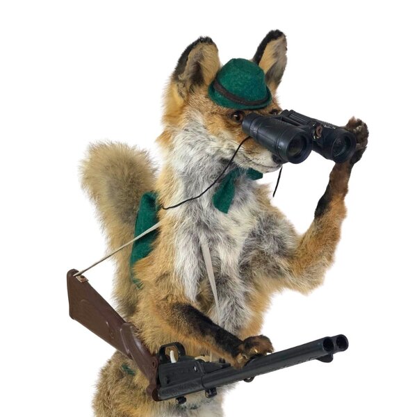 Mounted fox with rifle and binoculars - Taxidermy - DMW.nu