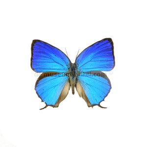 Arhopala araxes (man)