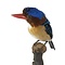 Mounted banded kingfisher (male)
