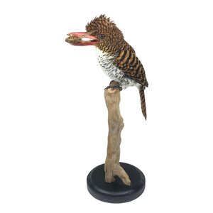 Mounted banded kingfisher (female)