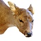 Mounted deer trophy (female)