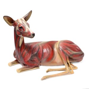 Anatomical model deer