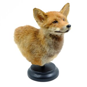 Mounted fox (trophy on base)