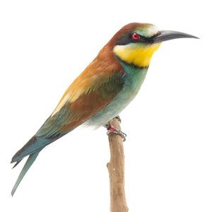 Mounted European bee-eater